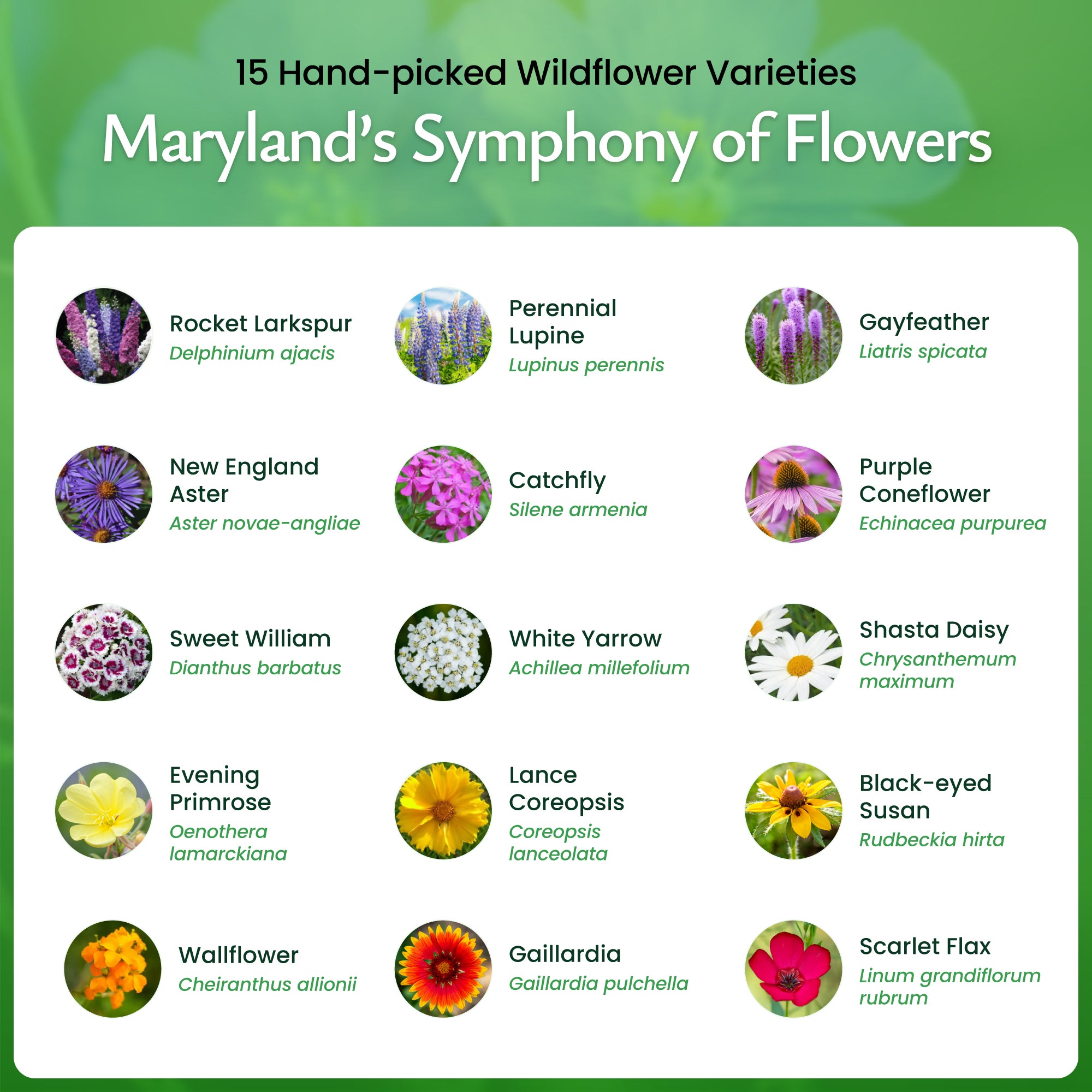 maryland native wildflower seeds Maryland Wildflower Seed Mix, 15 Flower Varieties, 50,000 Seeds