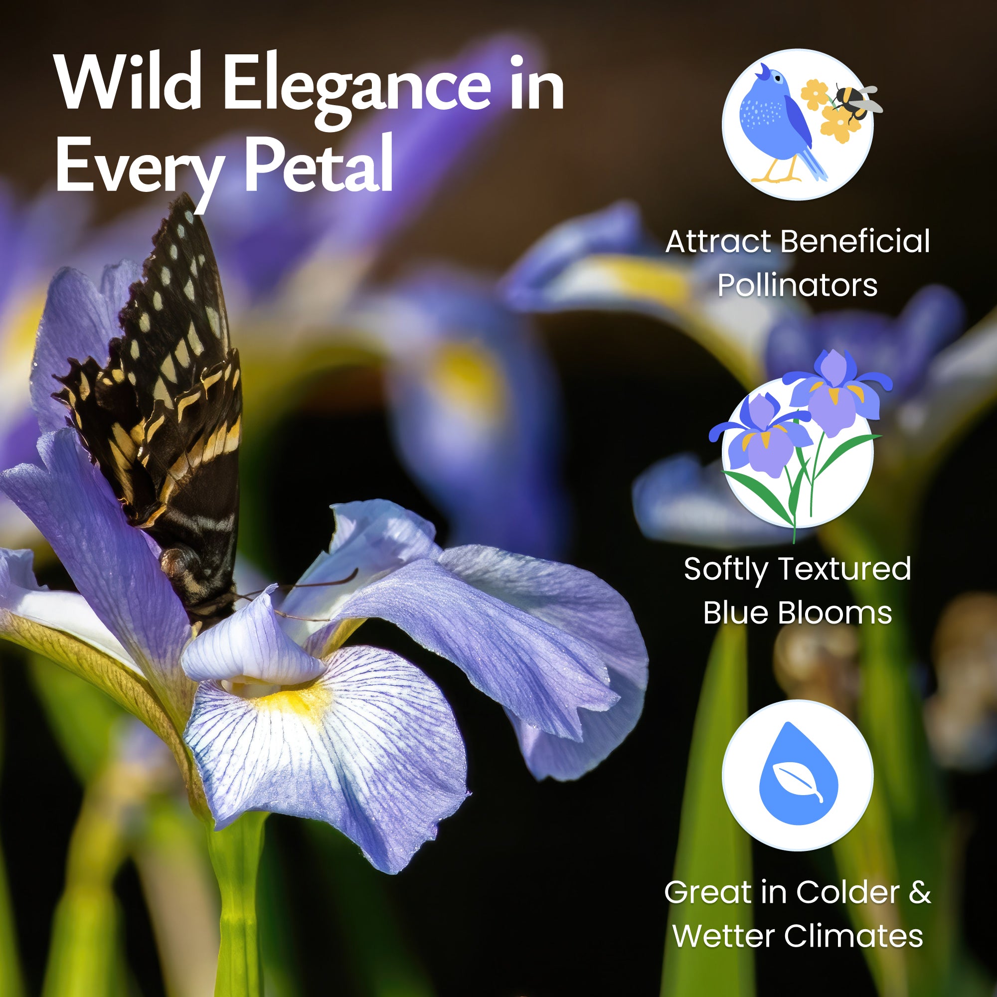 planting wild iris seeds Wild Iris Wildflower Seeds