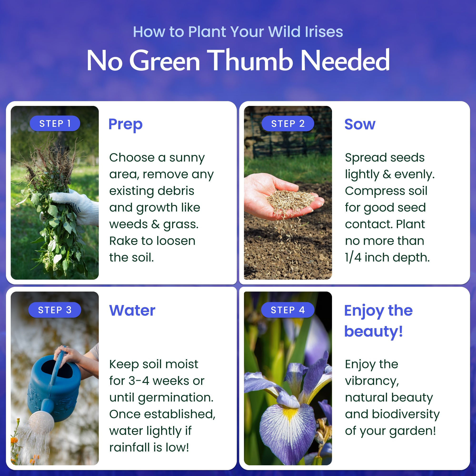 best time to plant iris seeds Wild Iris Wildflower Seeds