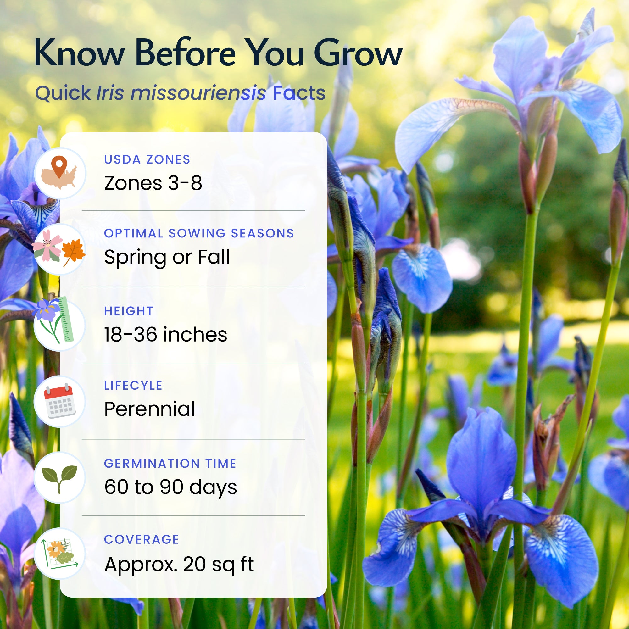 best time to plant iris seeds Wild Iris Wildflower Seeds