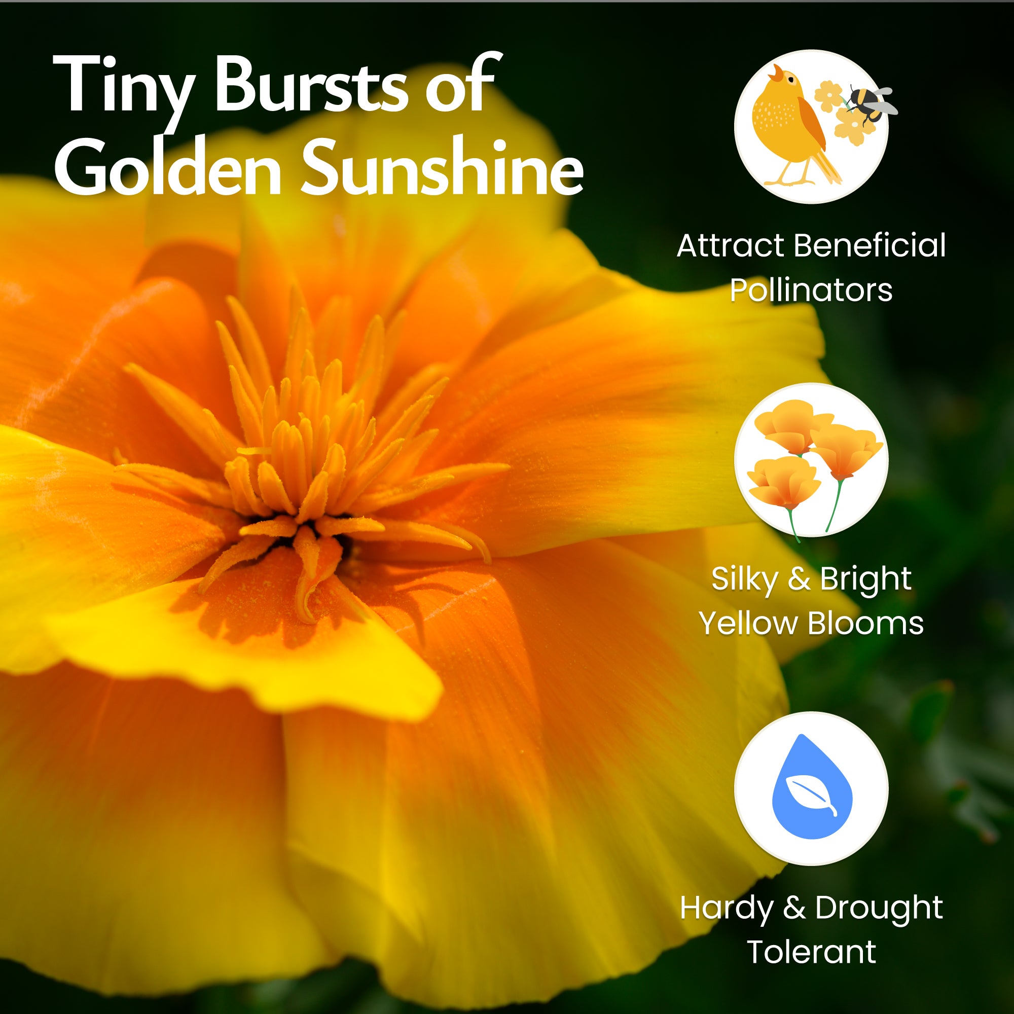 sunshine flower seeds Created By Nature Mexican Poppy Seeds, 1,620 Annual Wildflower Seeds