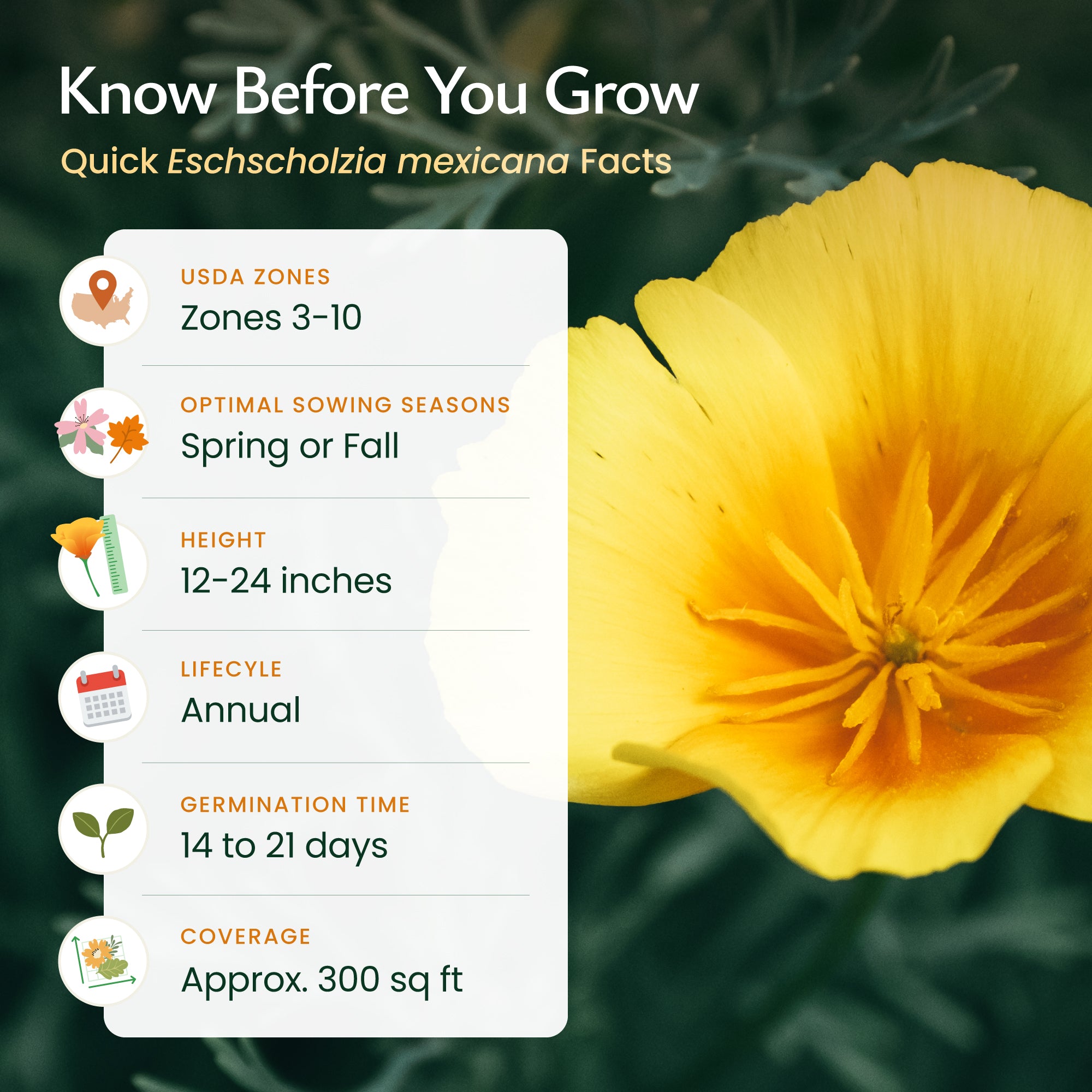 Created By Nature Mexican Poppy Seeds, 1,620 Annual Wildflower Seeds