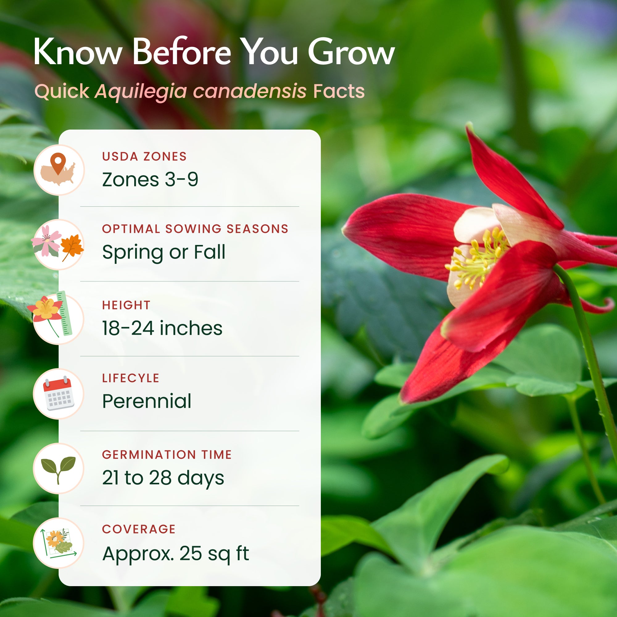 Red Columbine Wildflower Seeds