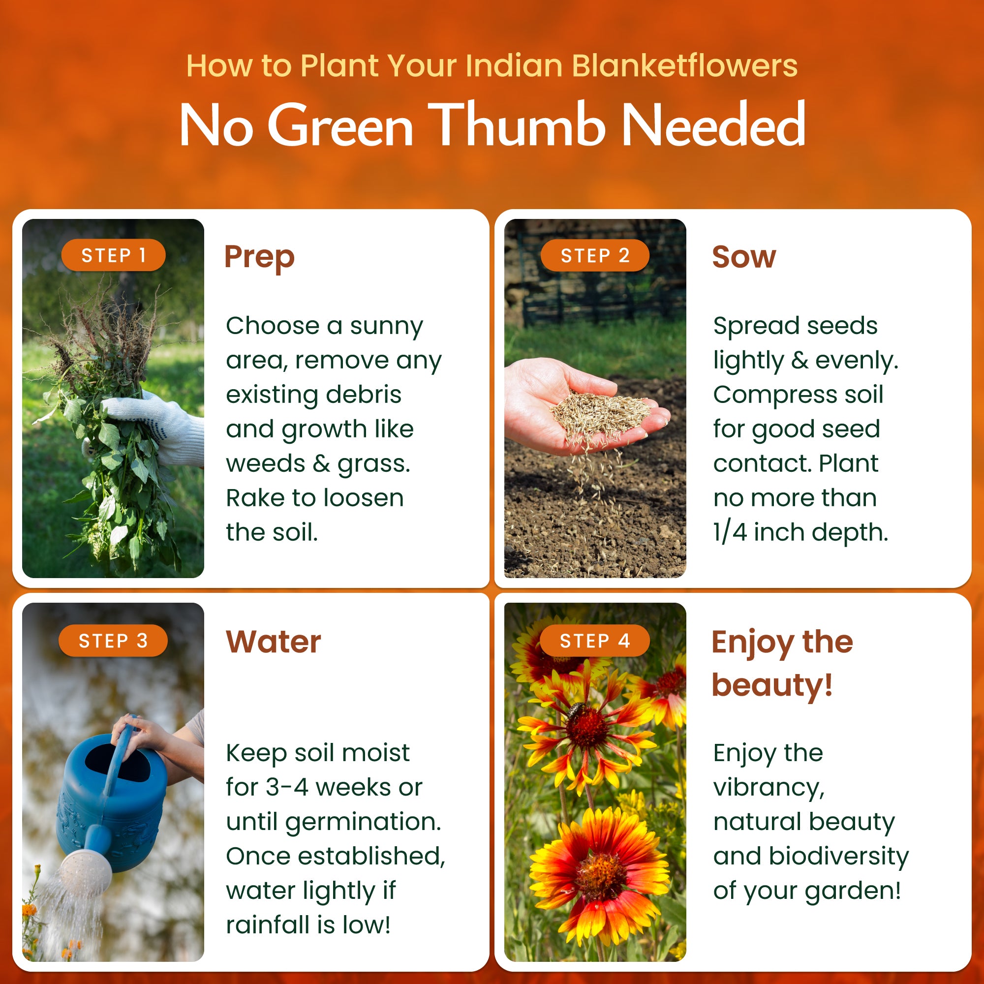 wildflower blanket seeds Created By Nature Indian Blanketflower Seeds, 5,640 Perennial Seeds