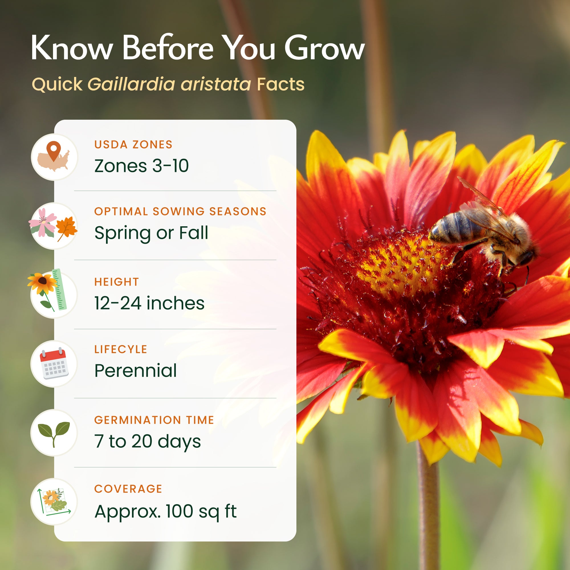 growing blanket flower from seed Indian Blanketflower Wildflower Seeds