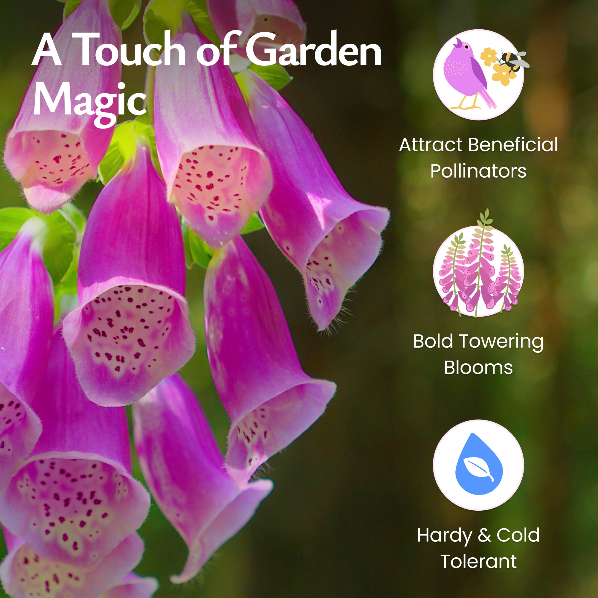 hardy wildflower seeds Wild Foxglove Seeds