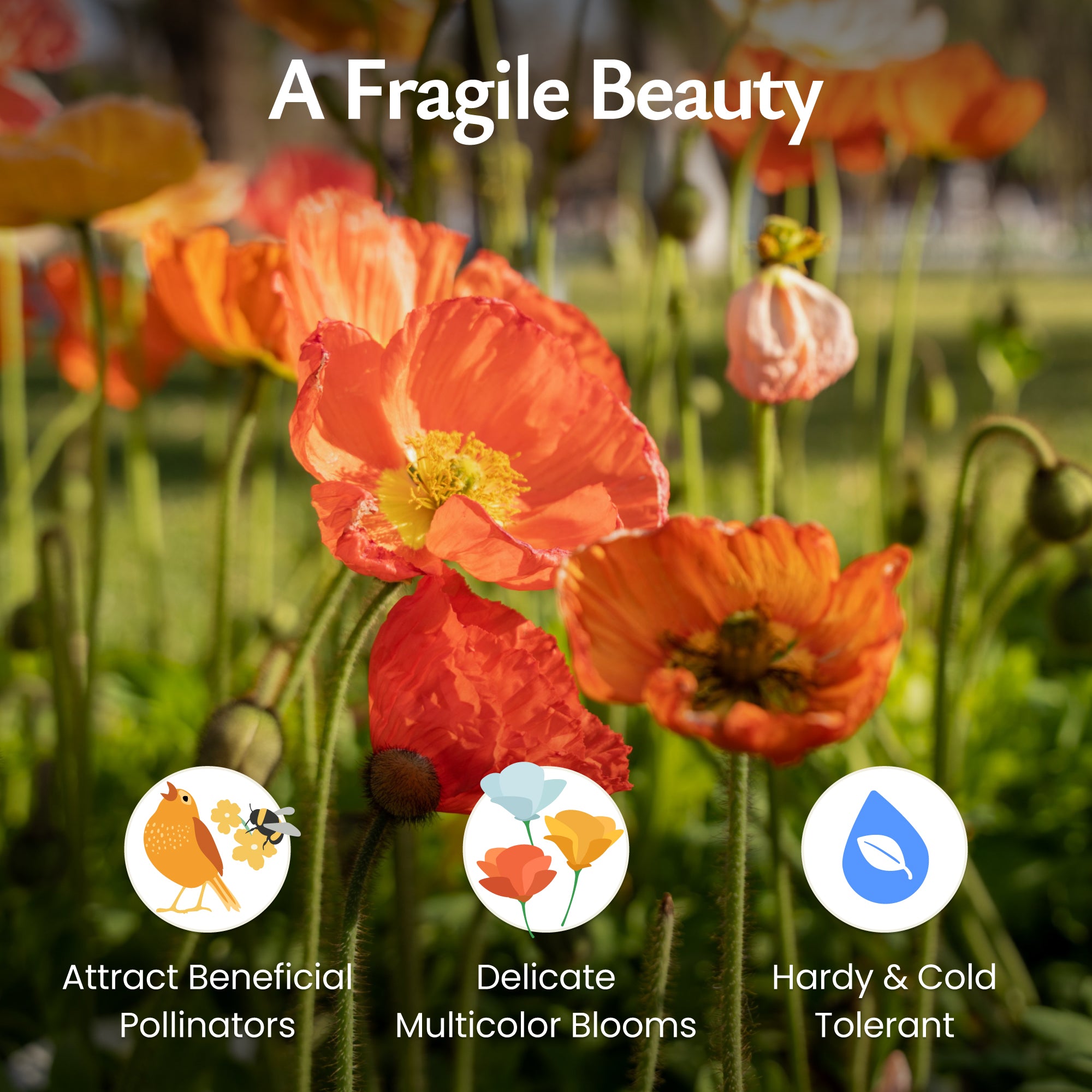 Iceland Poppy Seeds