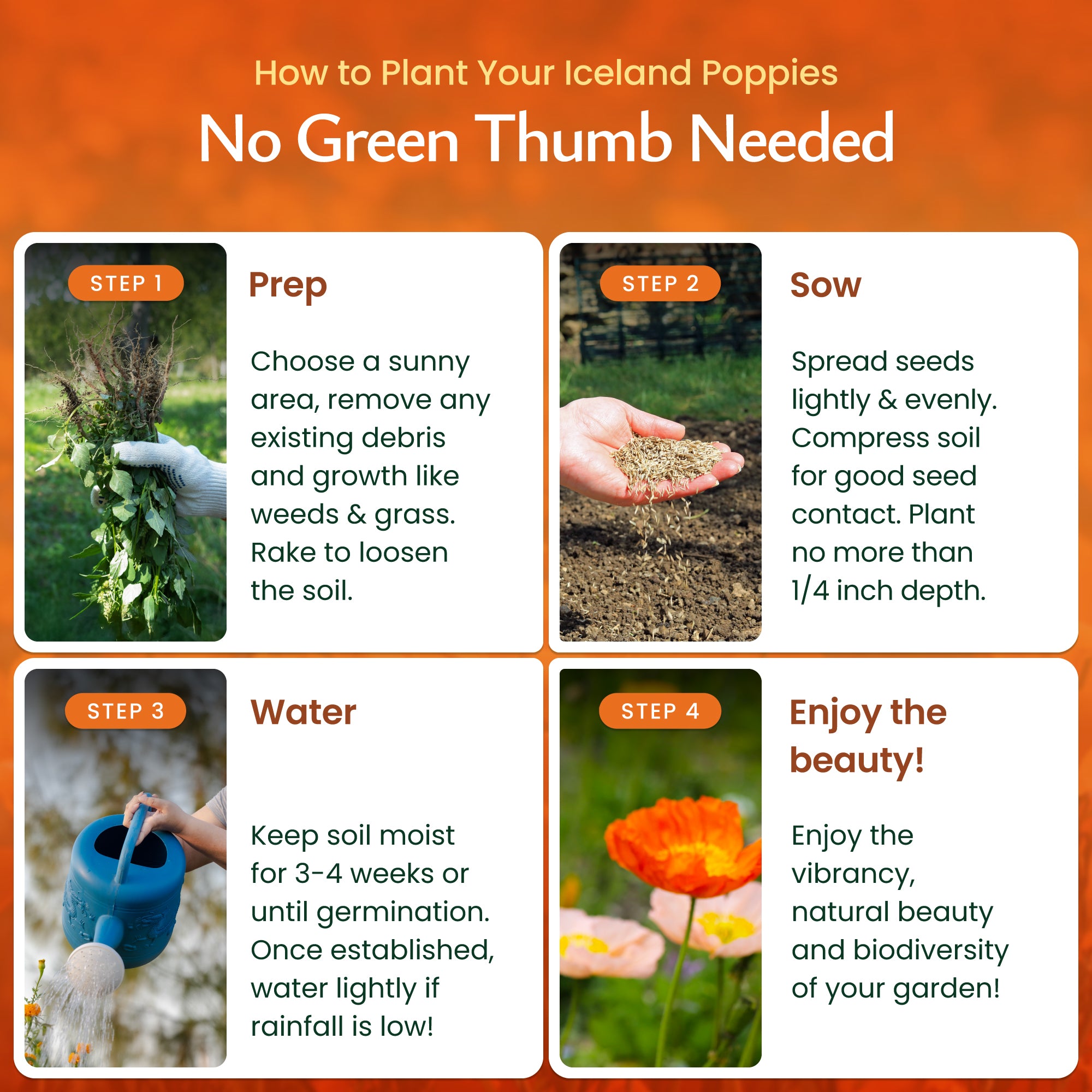 should i freeze poppy seeds before planting Iceland Poppy Wildflower Seeds