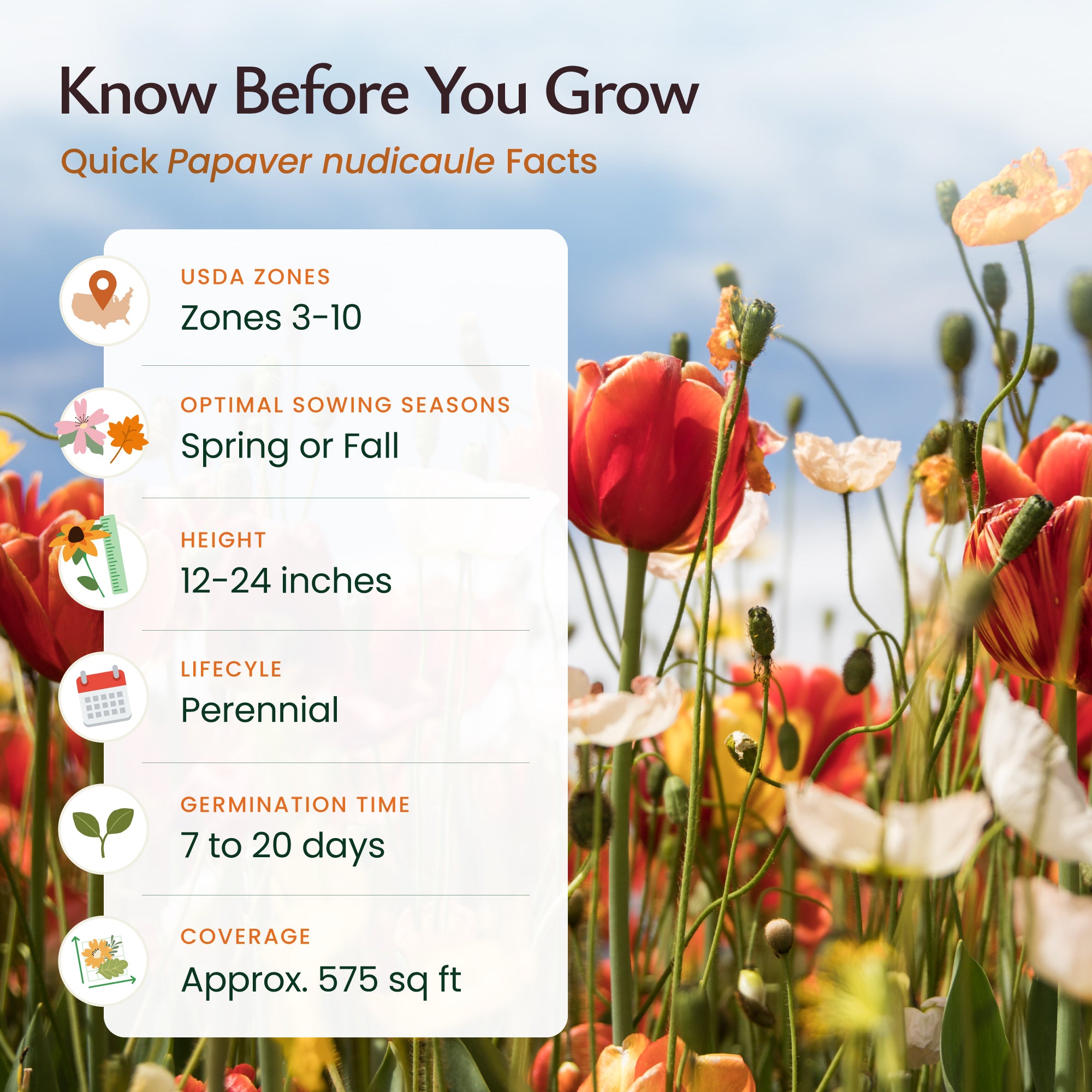 poppy seed planting time Iceland Poppy Wildflower Seeds