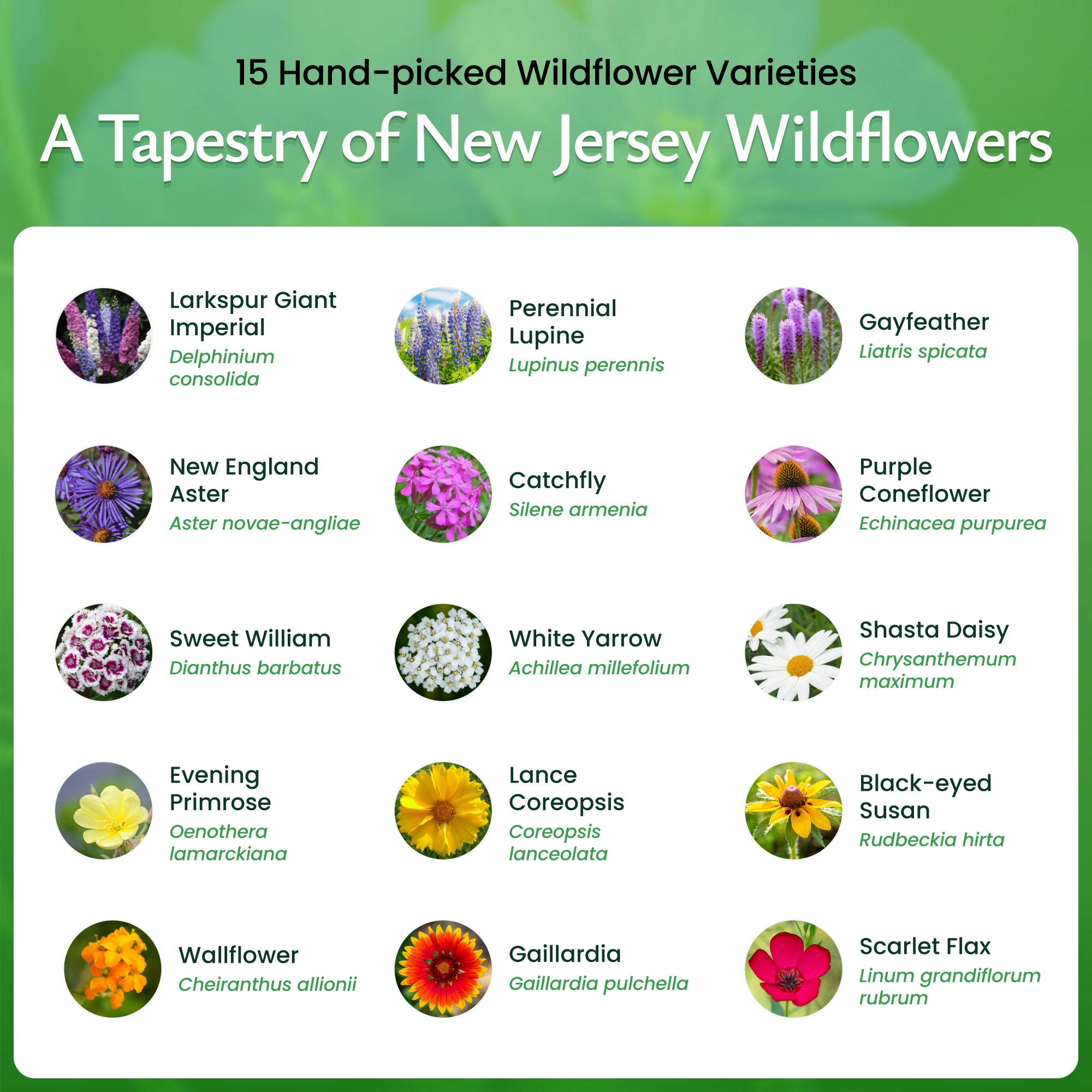 New Jersey Wildflower Seed Mix | Wildflower Seeds for New Jersey