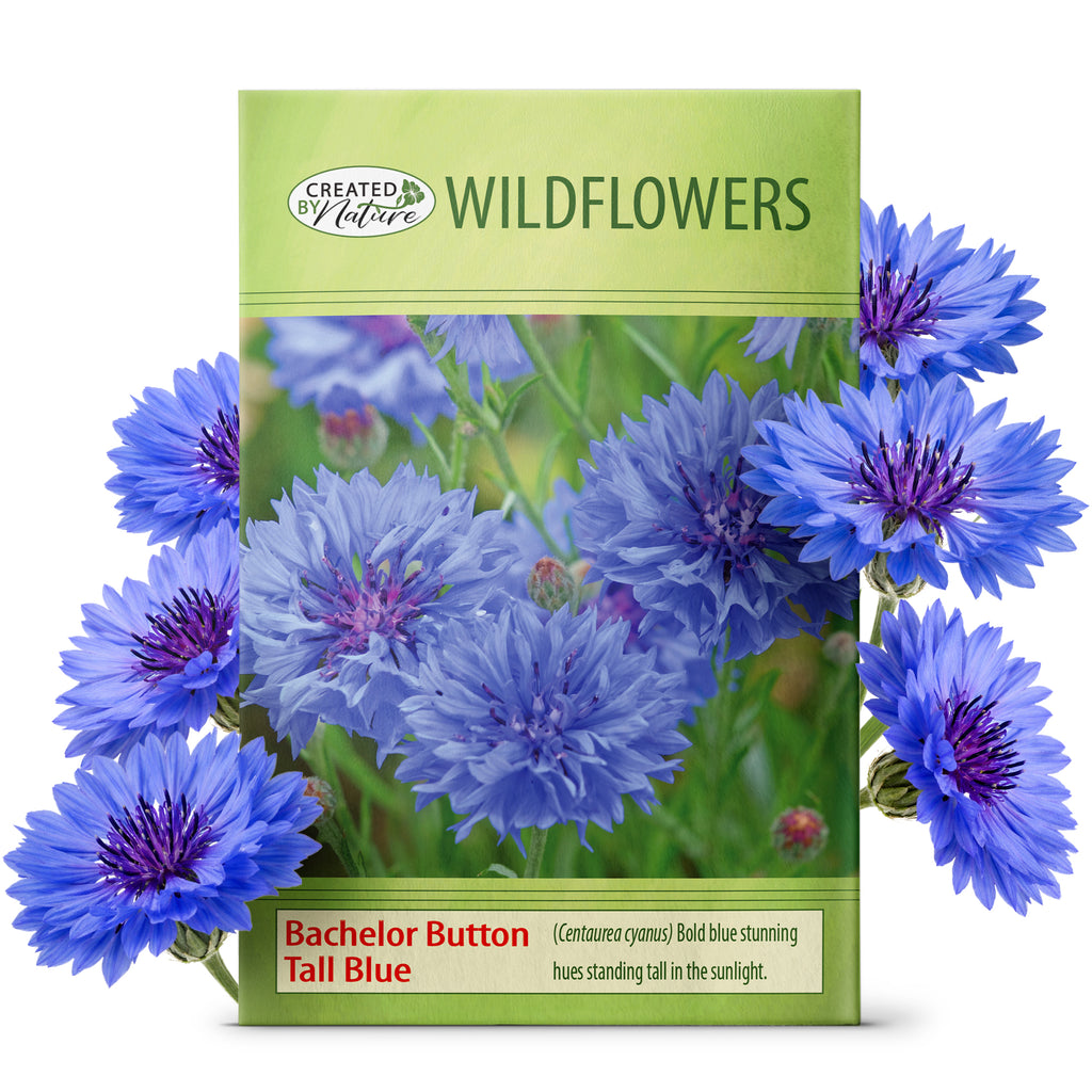 native alabama wildflower seeds Bachelor Button Wildflower Seeds