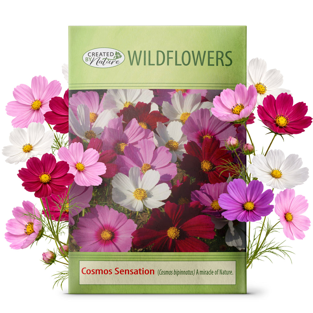 New Jersey Wildflower Seed Mix