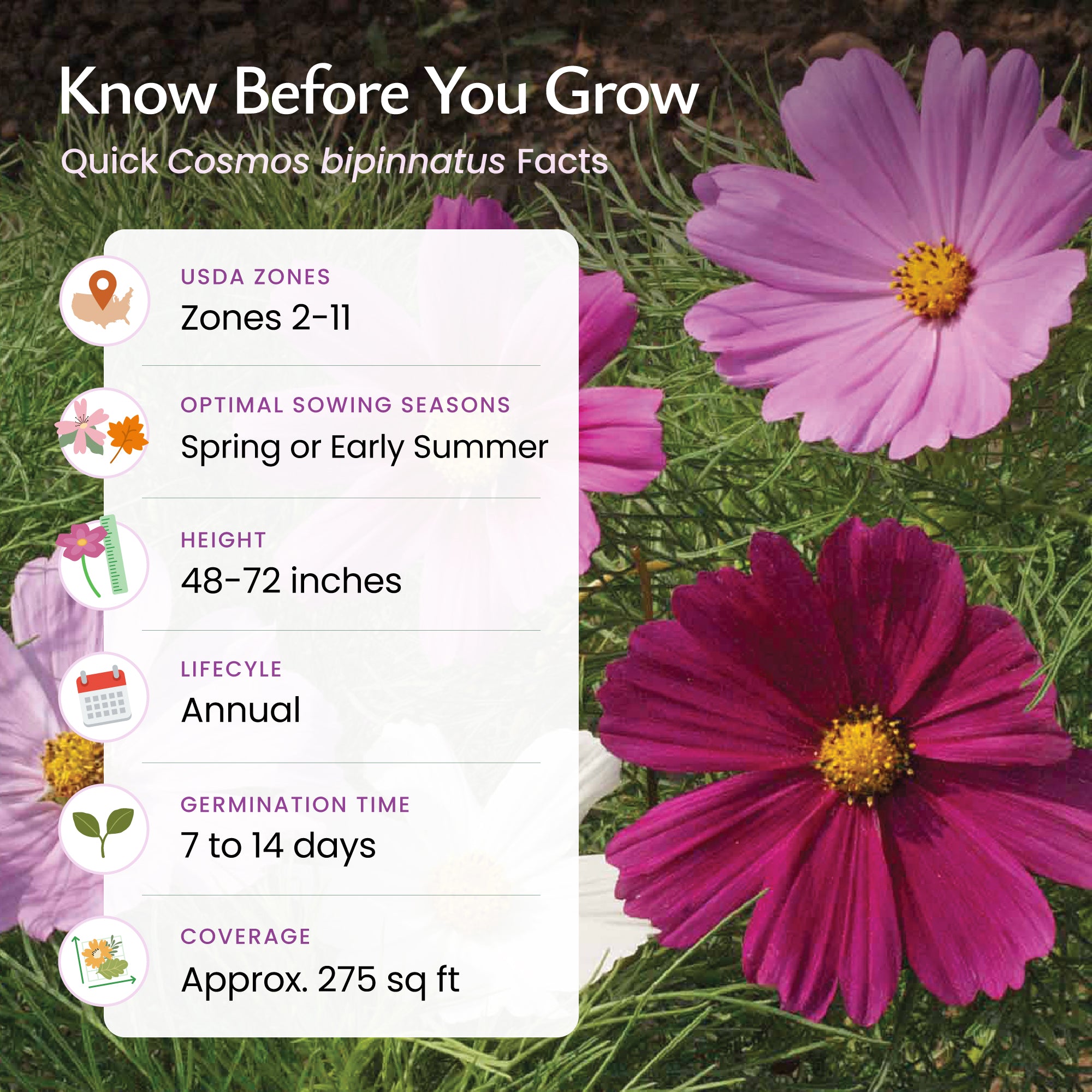 Cosmos Sensation Mix Wildflower Seeds | Created By Nature