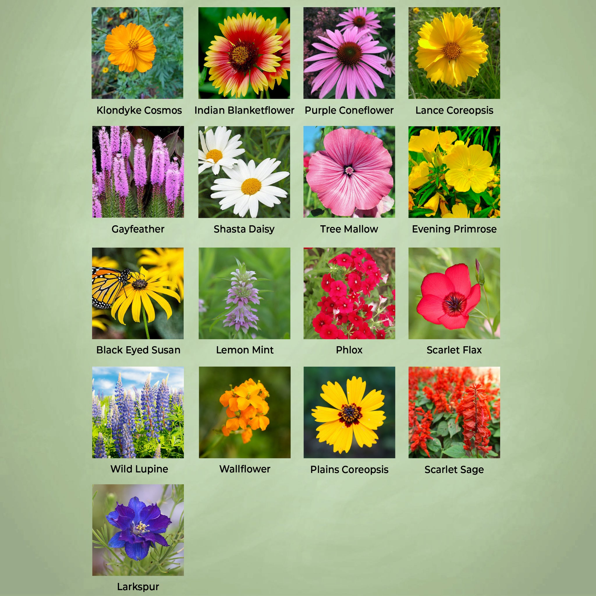 Florida wildflower seed mix - flower varieties