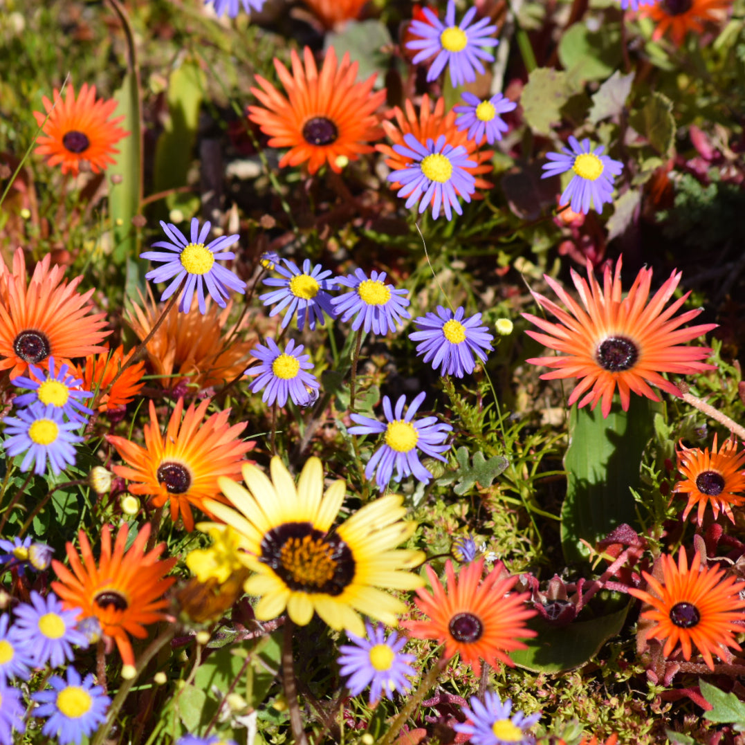 wildflower bunch - orange, yellow and purple blooms