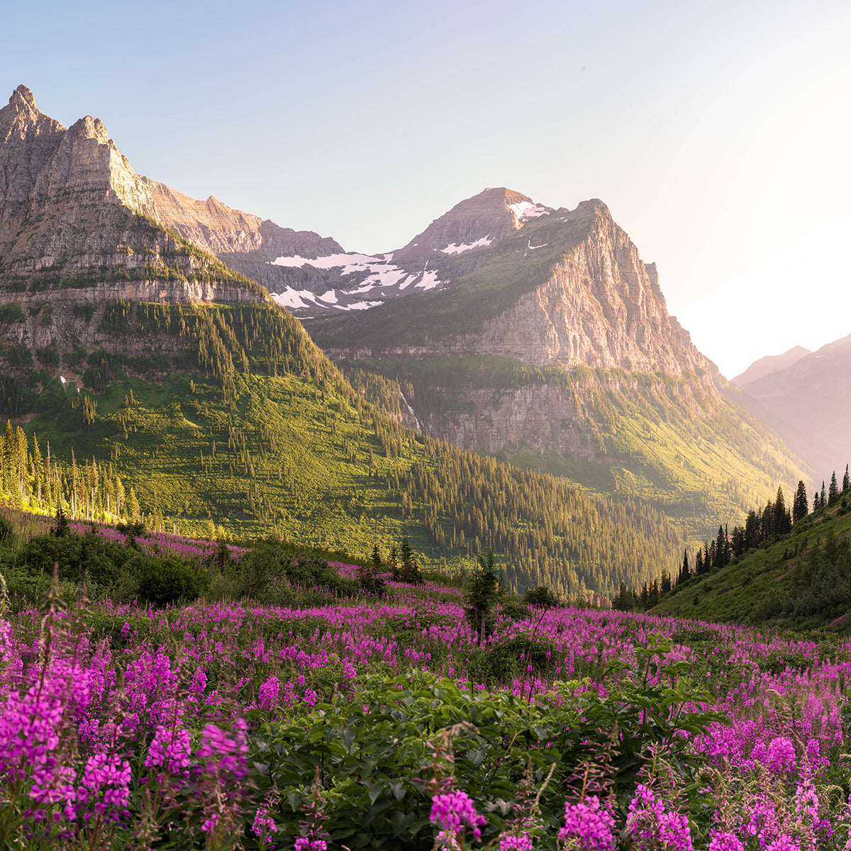 Montana mountain and wildflower scape