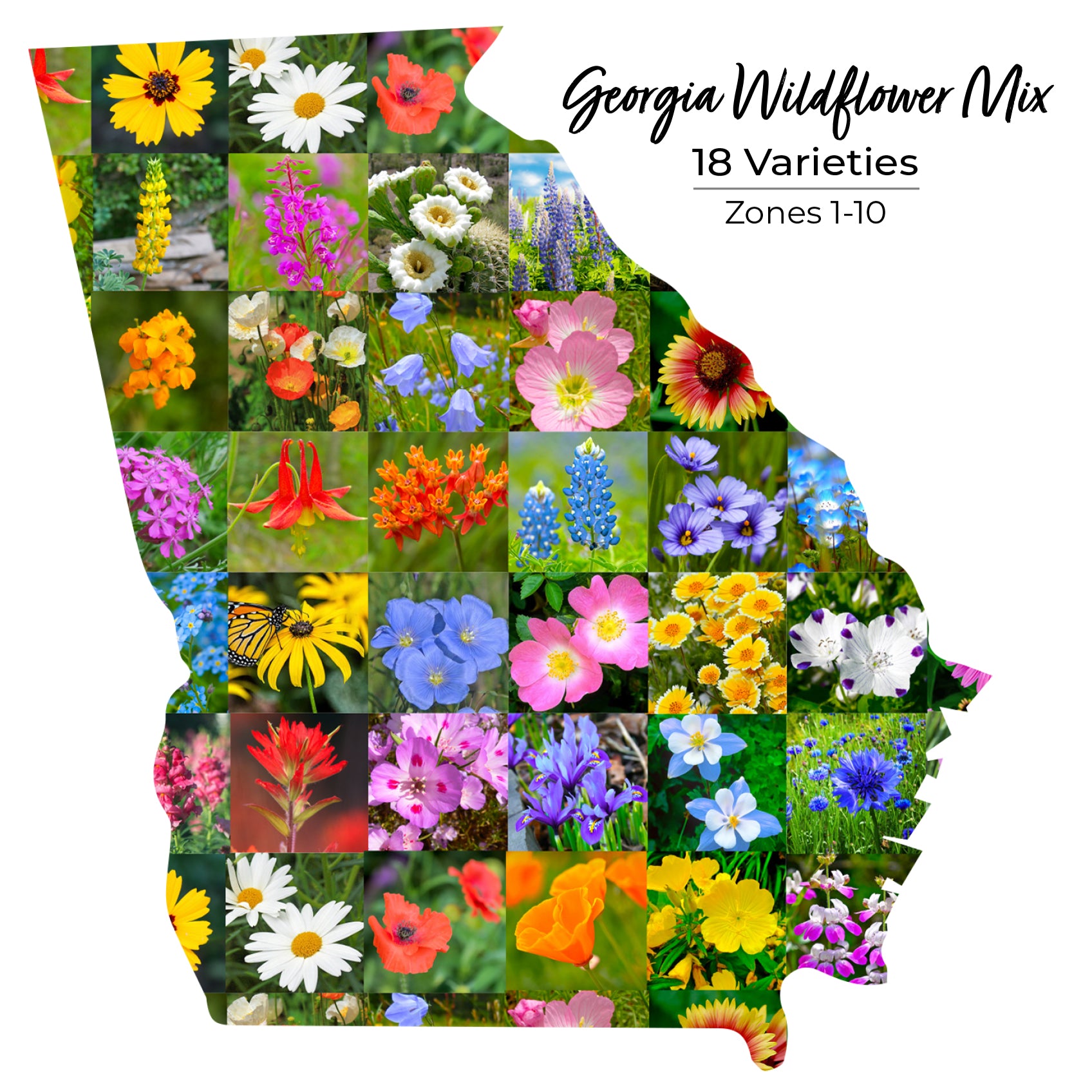 Georgia wildflower seeds