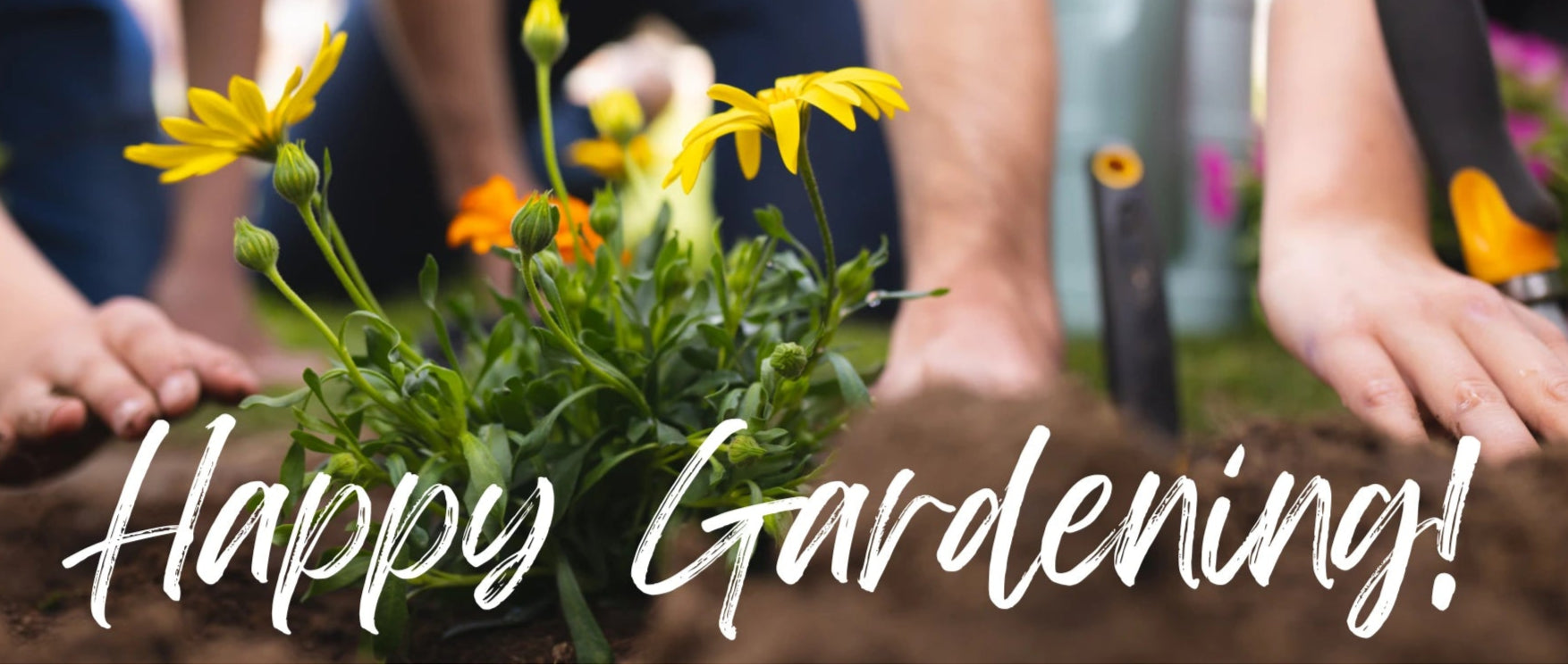 Spring Planting Tithing Wildflower Spring Planting Guide & FAQs | Created By Nature