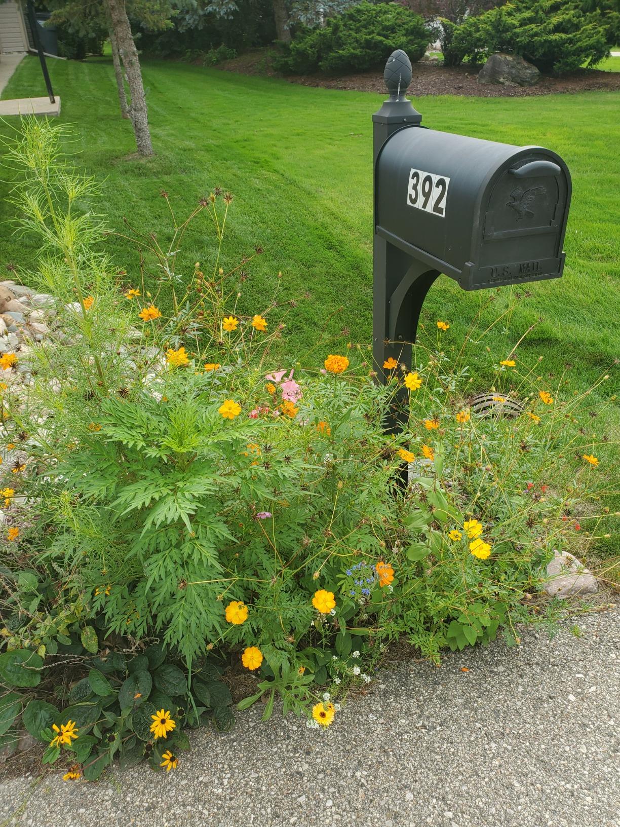 wildflower bed next to mailbox