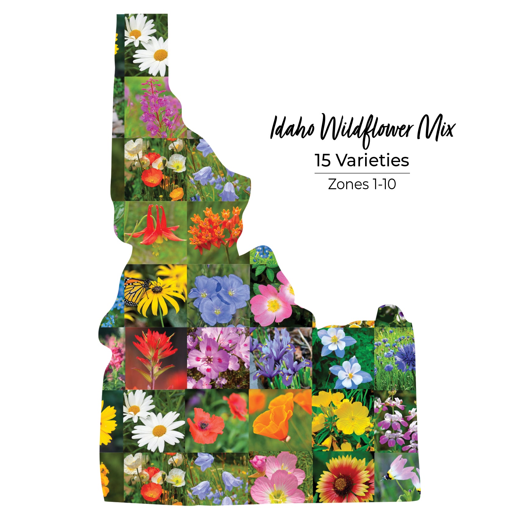 Idaho wildflower seed mix with 15 varieties