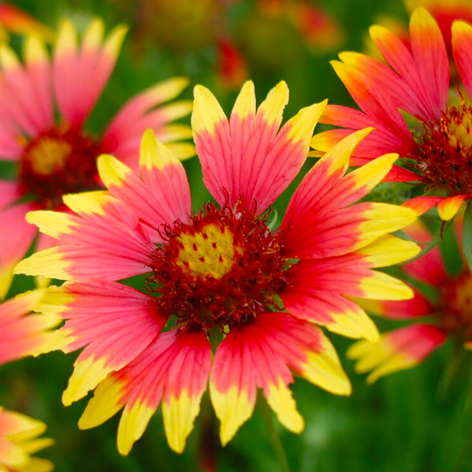 Indian Blanket Flower Seeds