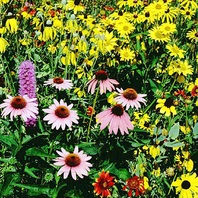 Iowa wildflowers
