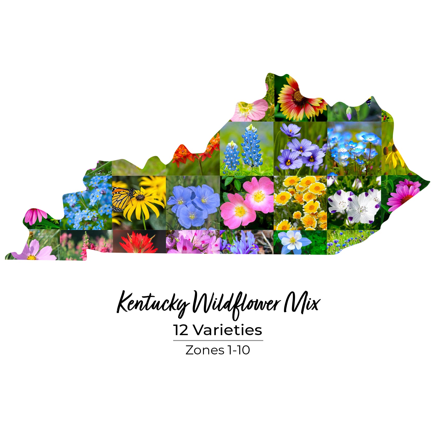 Kentucky Wildflower Seed Mix