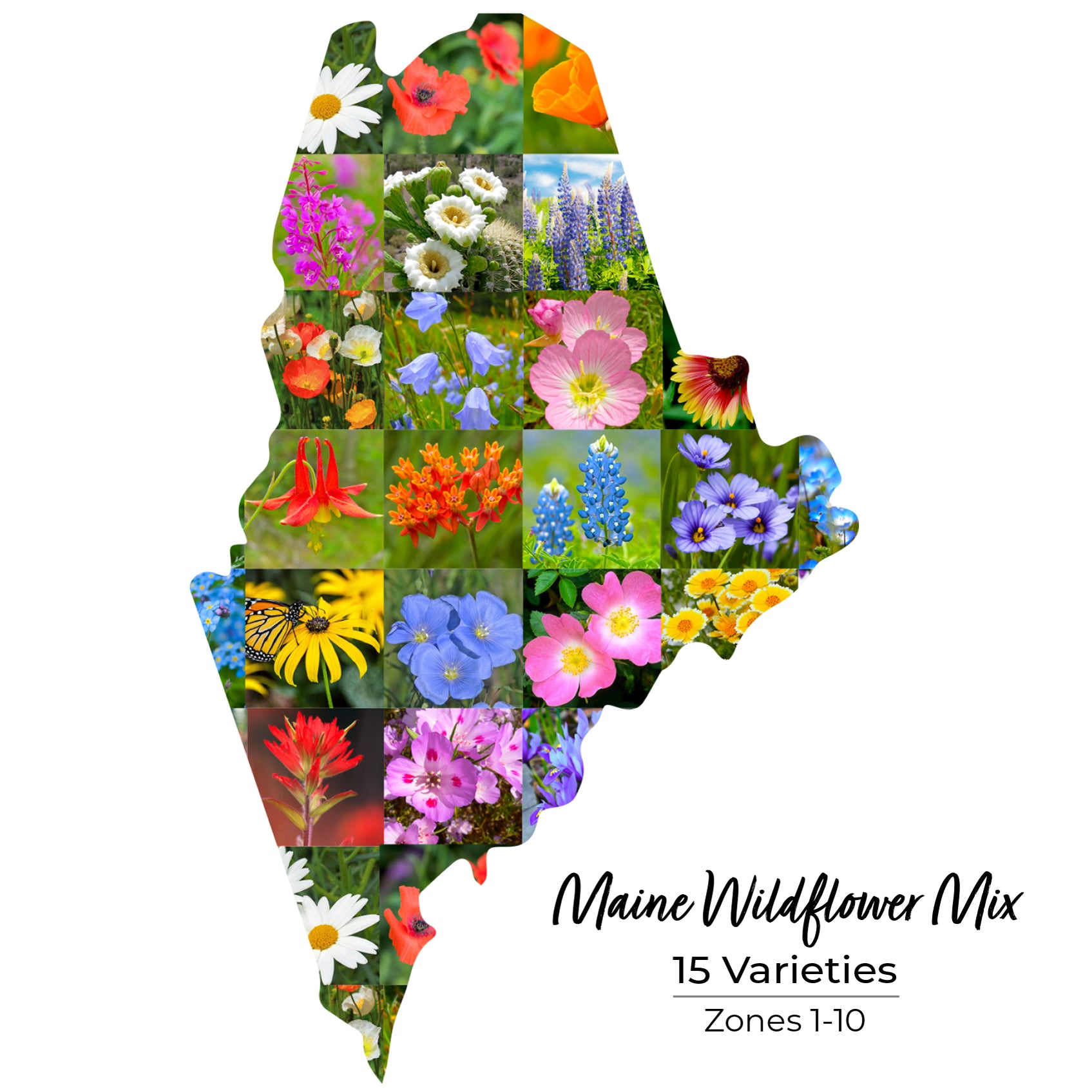 wildflower seeds maine Maine Wildflower Seed Mix