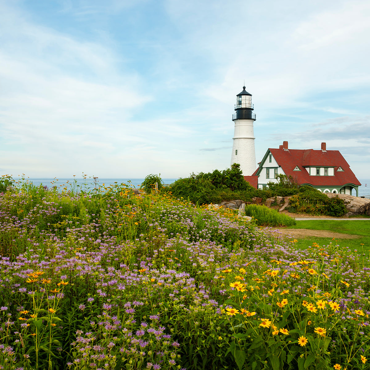 wildflowers in Portland, Maine at lighthouse