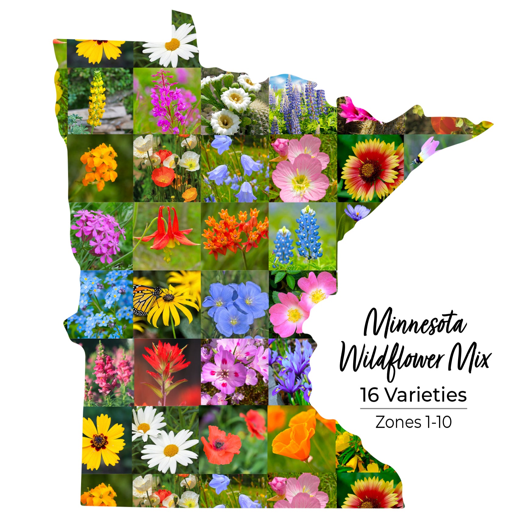 Minnesota wildflower seeds