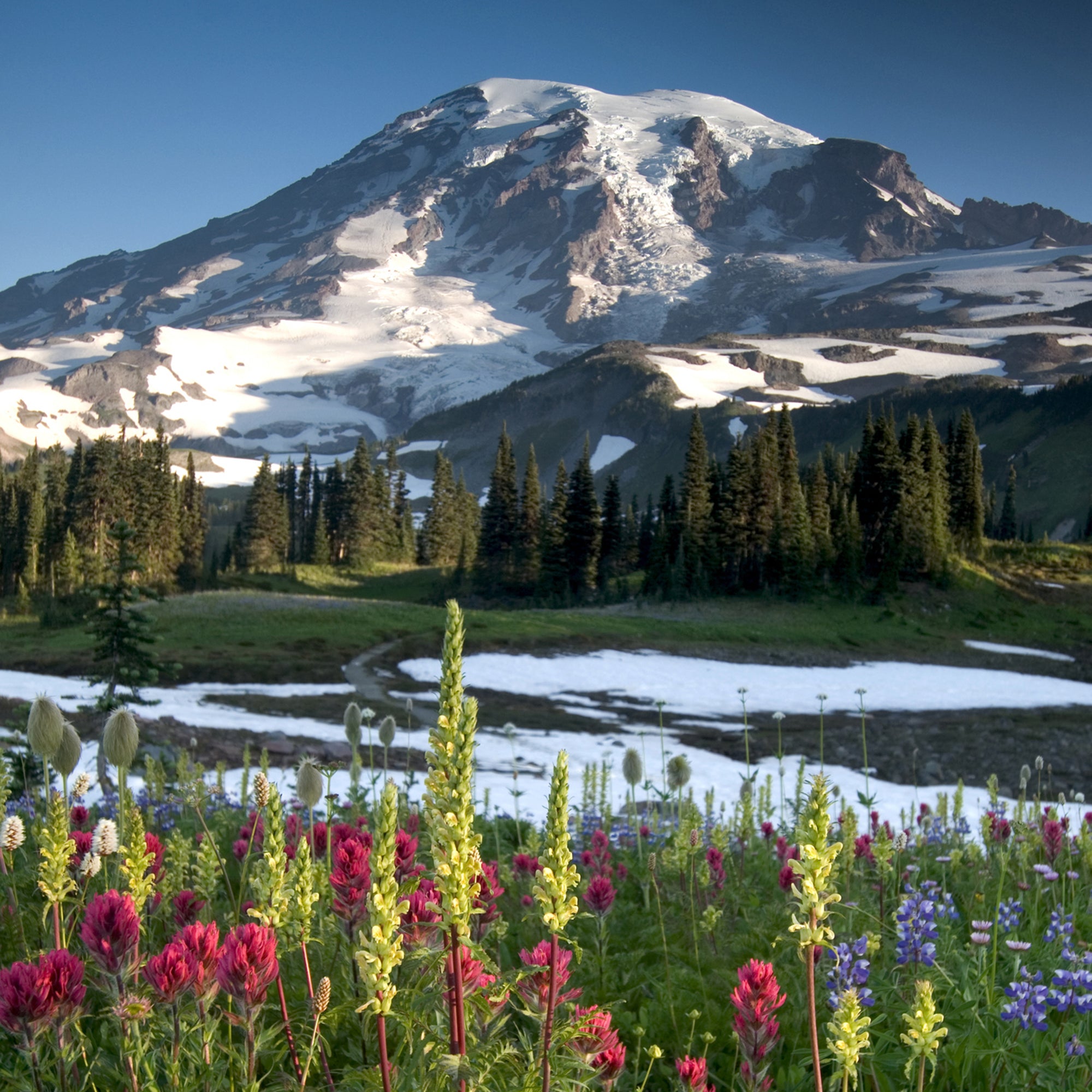 Washington flower and snowy mountain landscape
