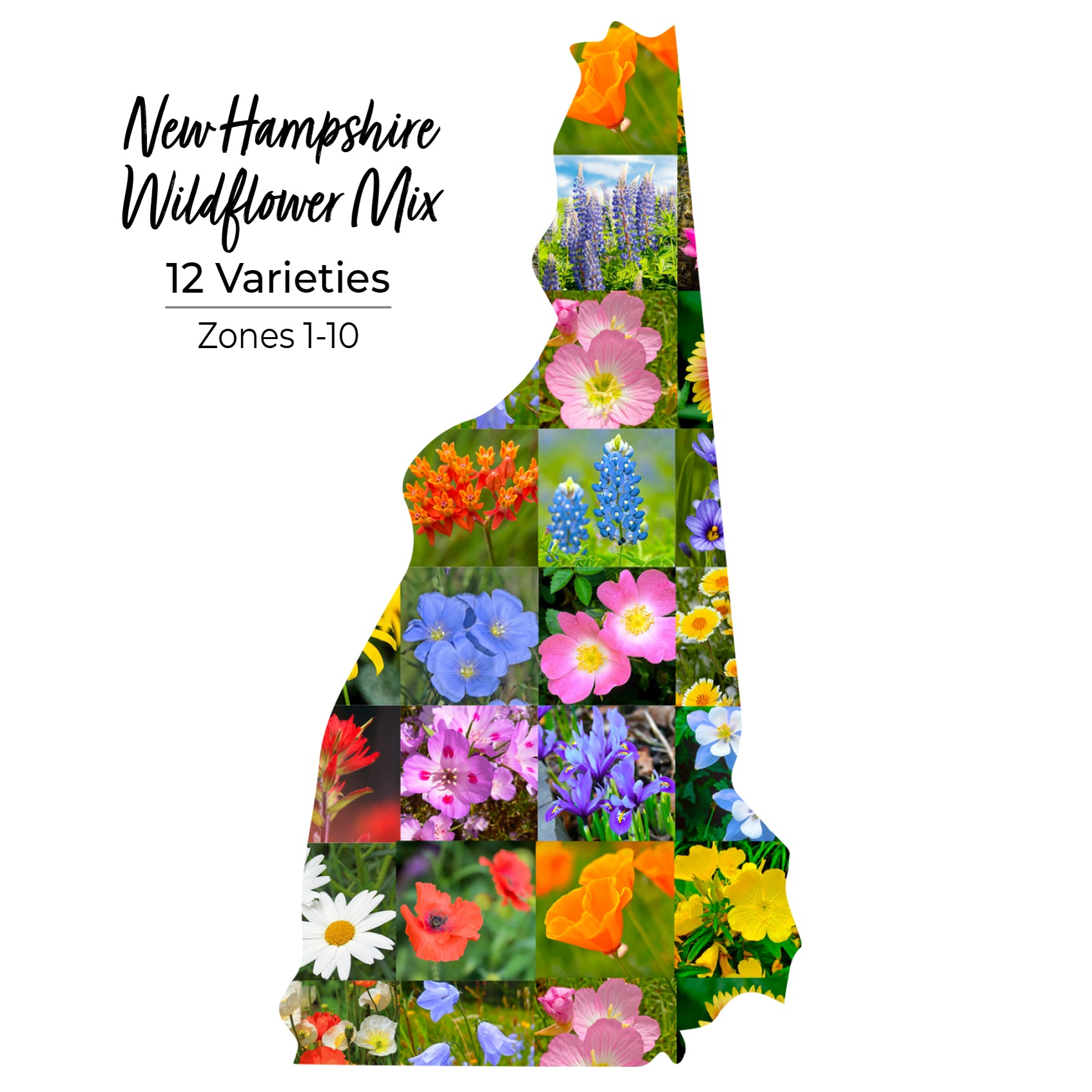 new hampshire wildflower seeds New Hampshire Wildflower Seed Mix