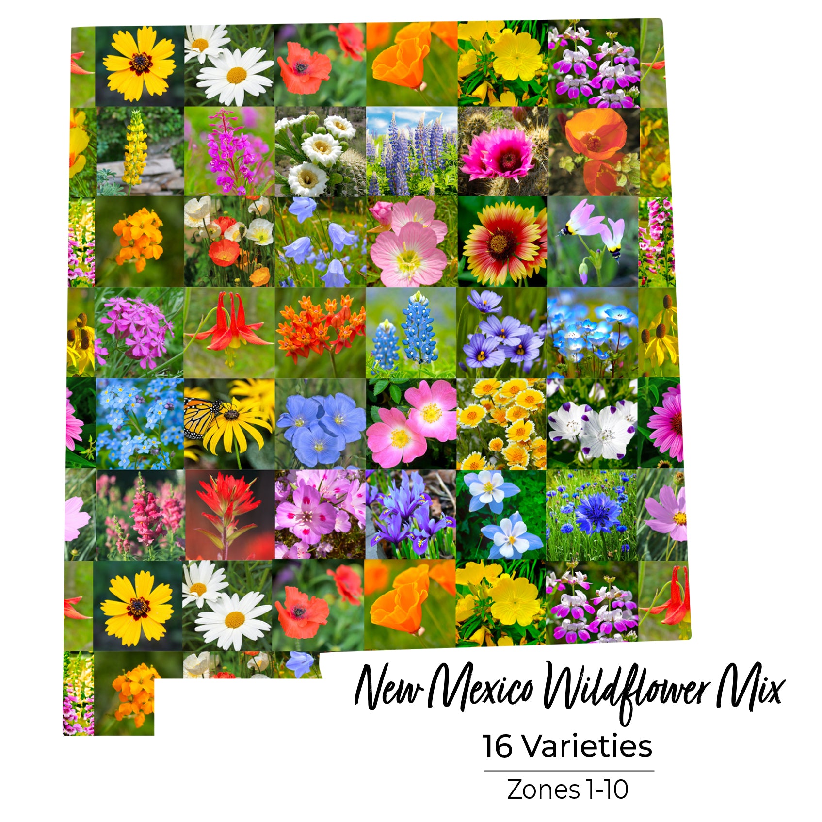 new mexico native wildflower seeds New Mexico Wildflower Seeds