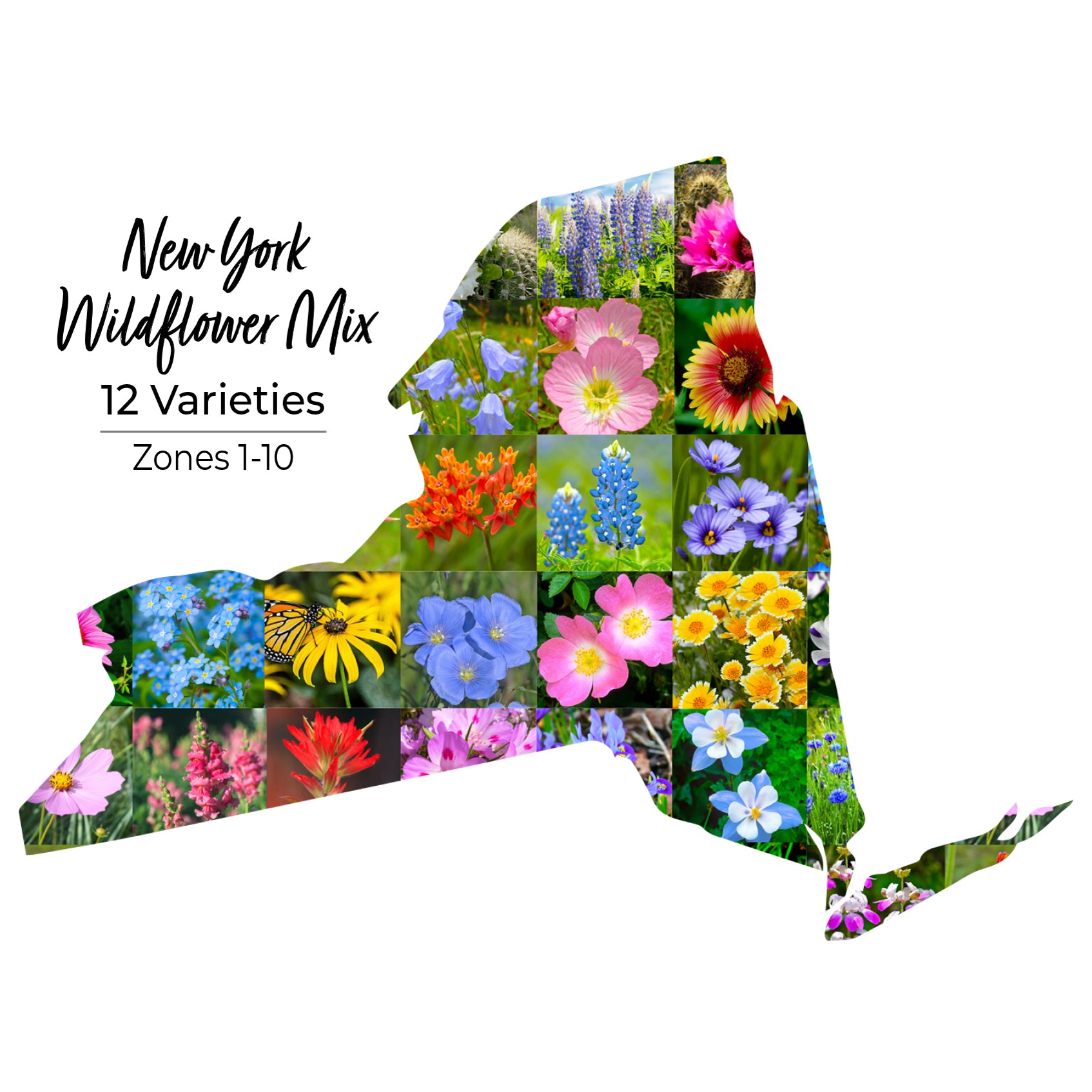 New York Wildflower Seeds