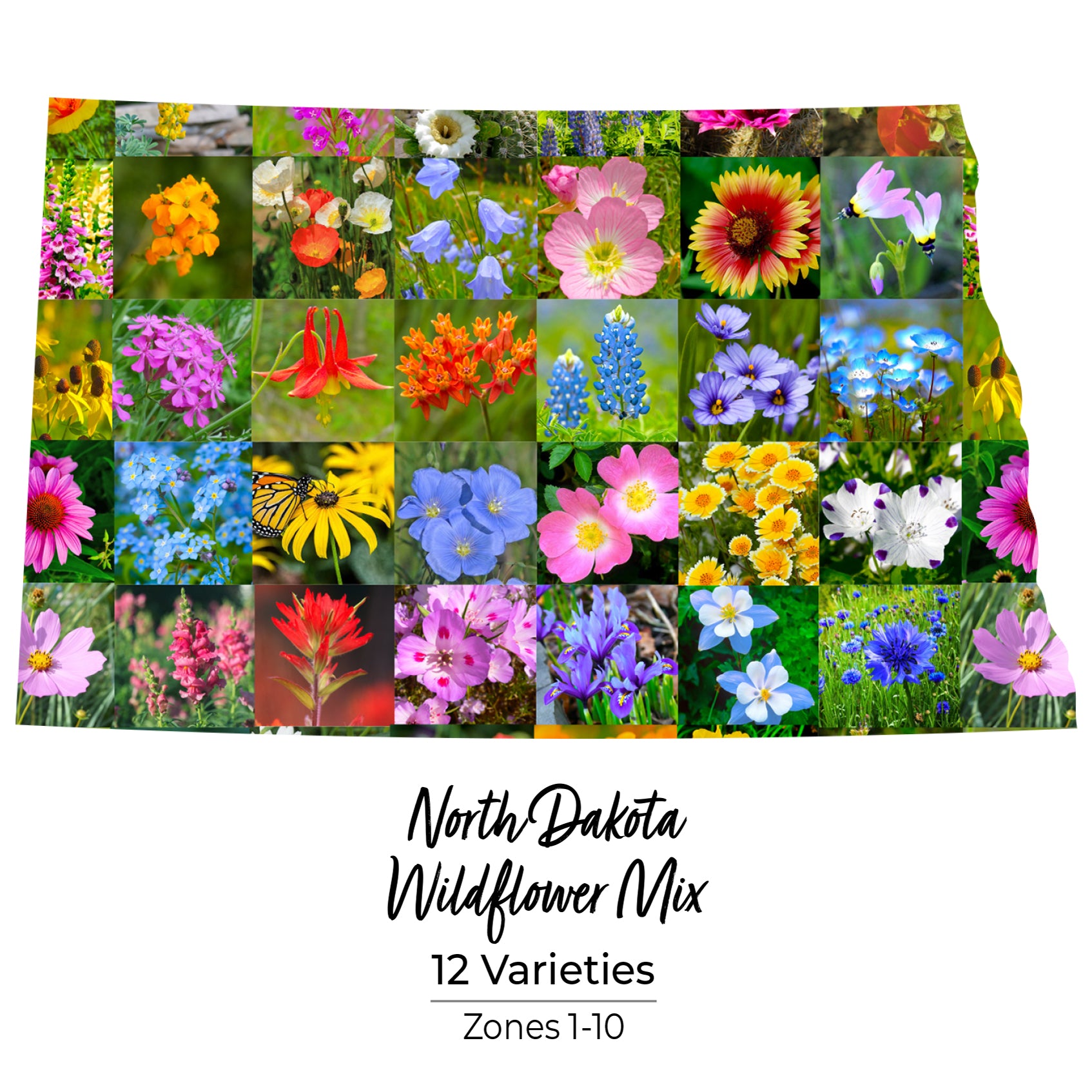 north dakota wildflower seeds North Dakota Wildflower Seed Mix