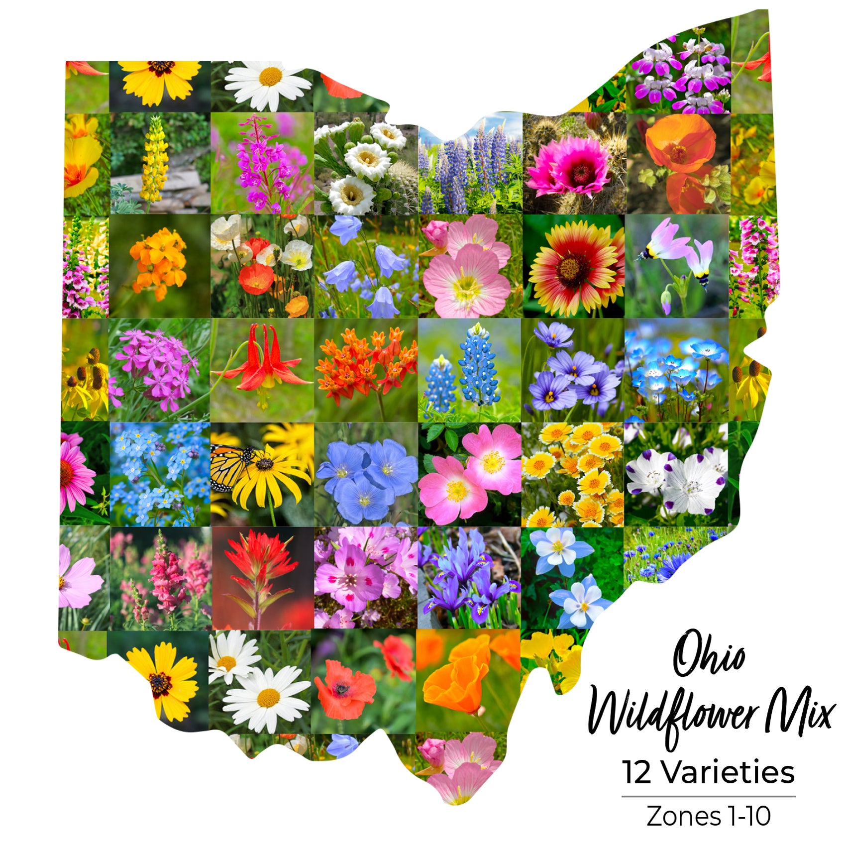 Ohio Wildflower Seed Mix