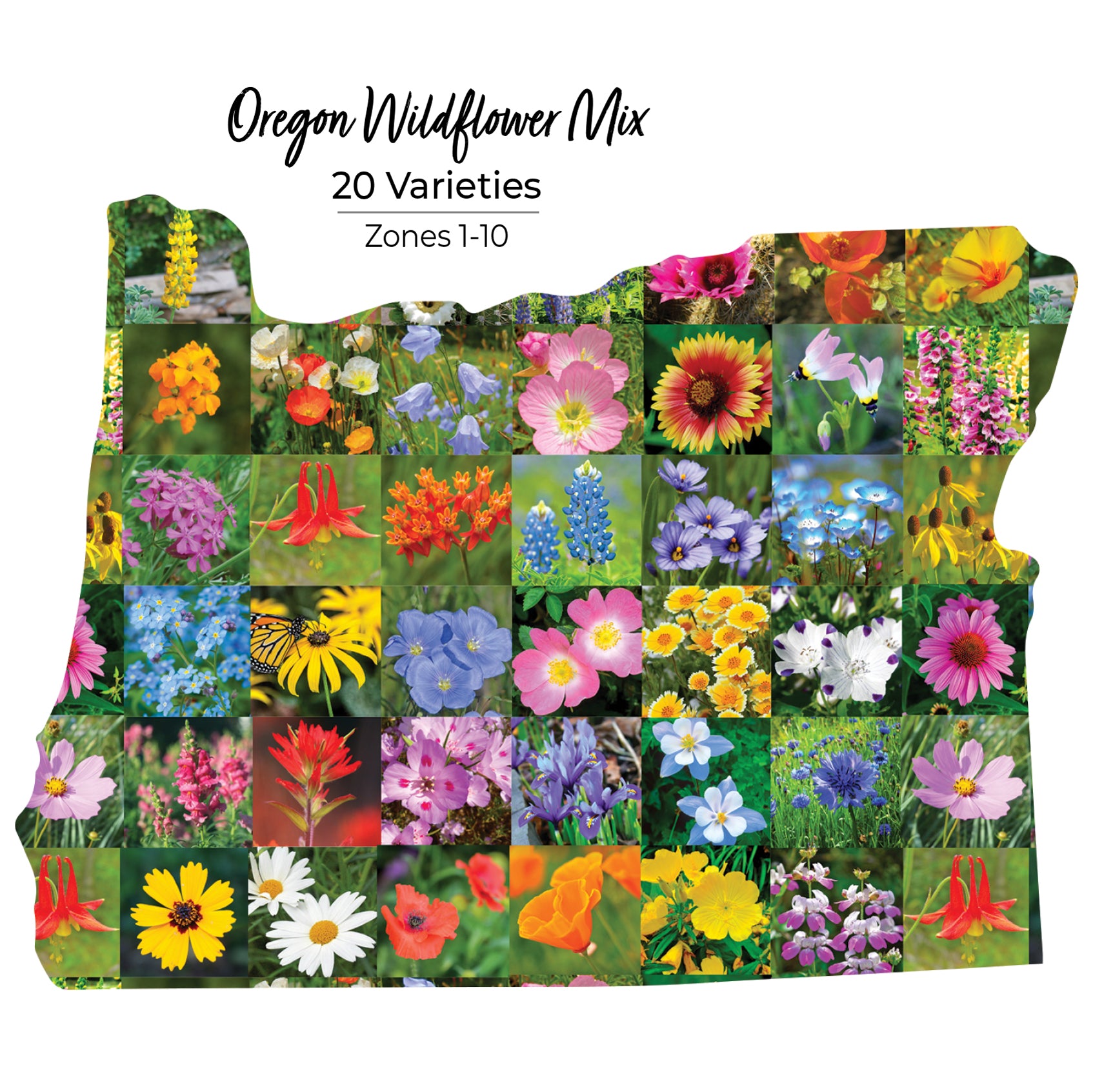 Oregon Wildflower Seeds