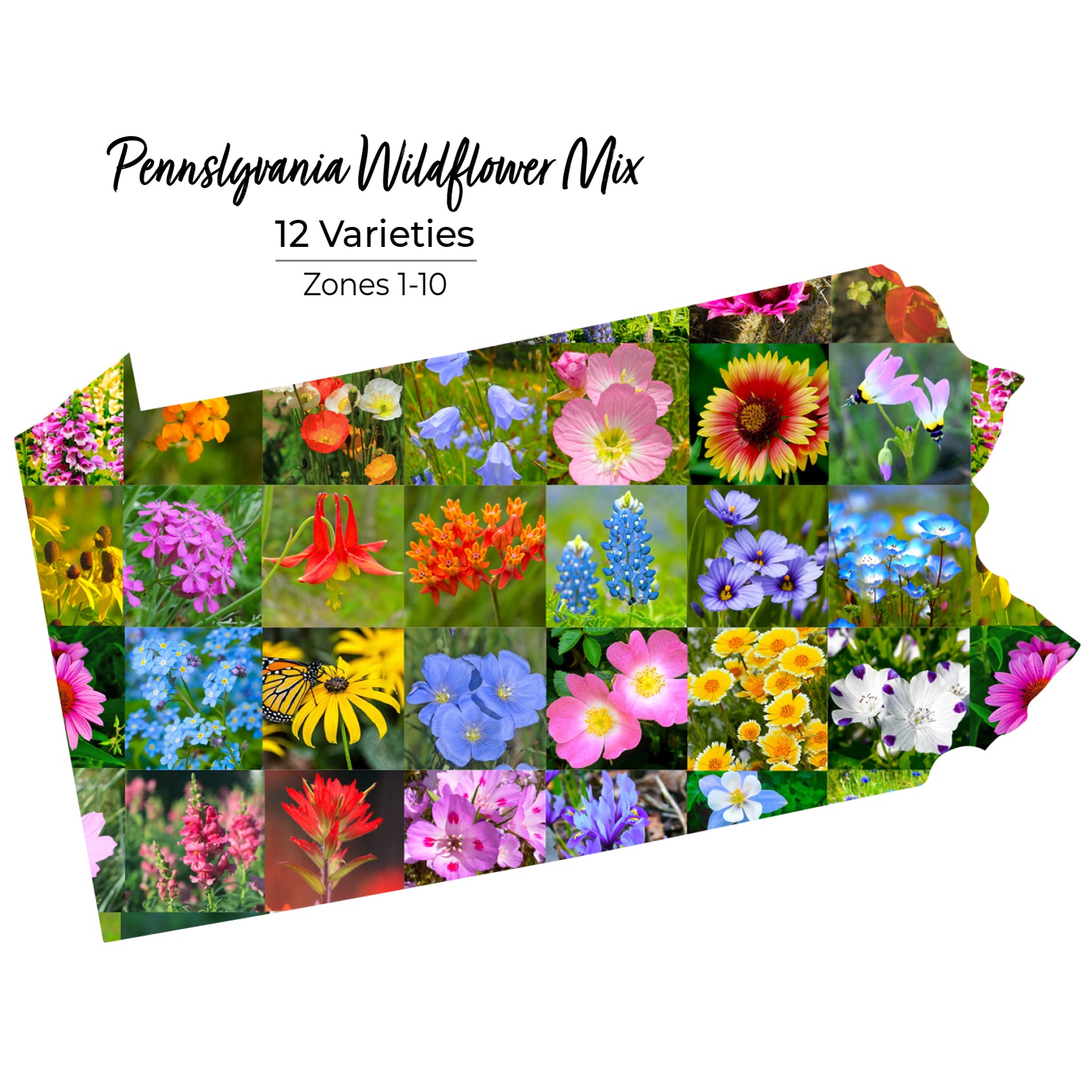 Pennslyvania wildflower seeds