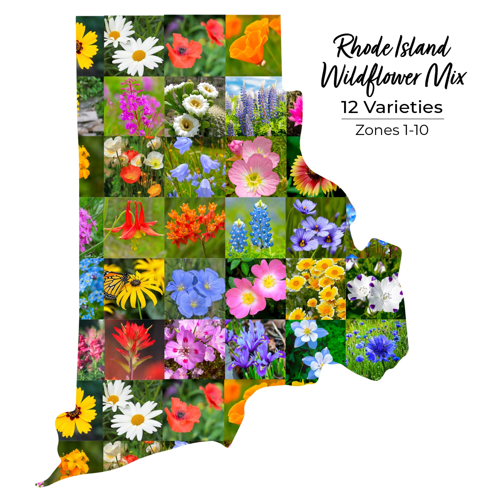 rhode island wildflower seeds Rhode Island Seed Mix