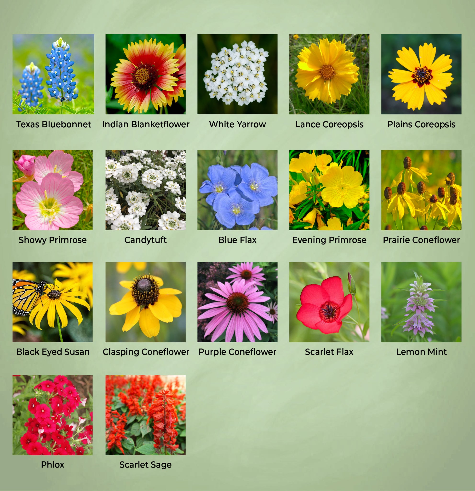 Texas wildflower seeds - flower varieties