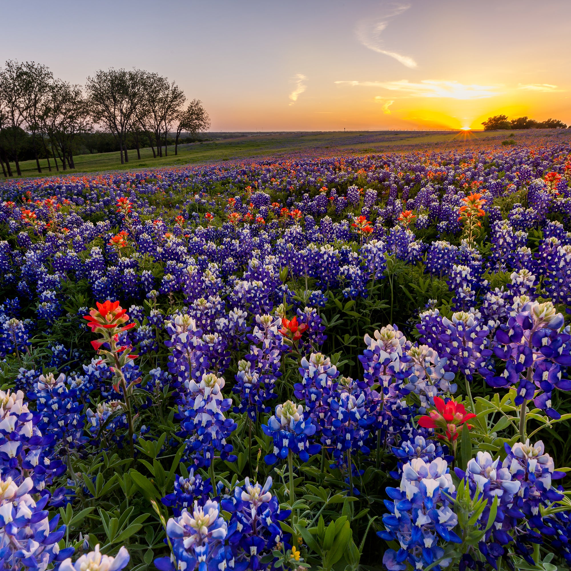 wildflower field in Texas