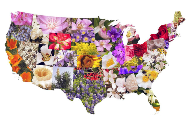 shop wildflowers by state