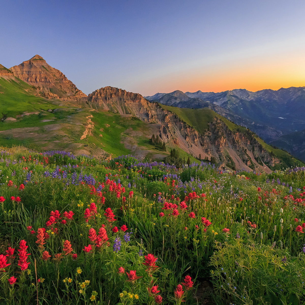 Utah wildflower landscape