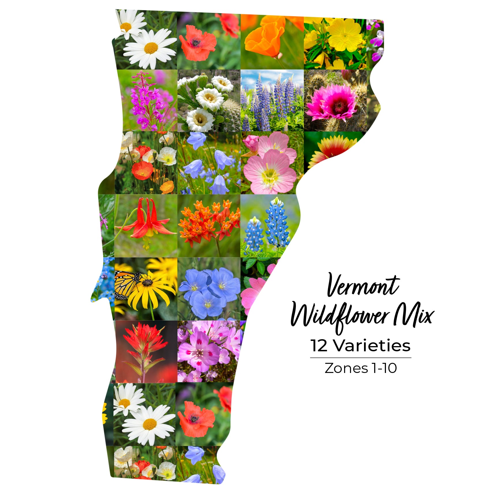 Vermont Wildflower Seed Mix