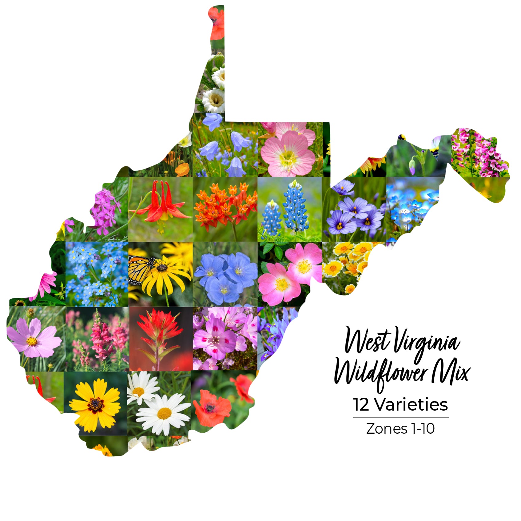 West Virginia Wildflower Seed Mix