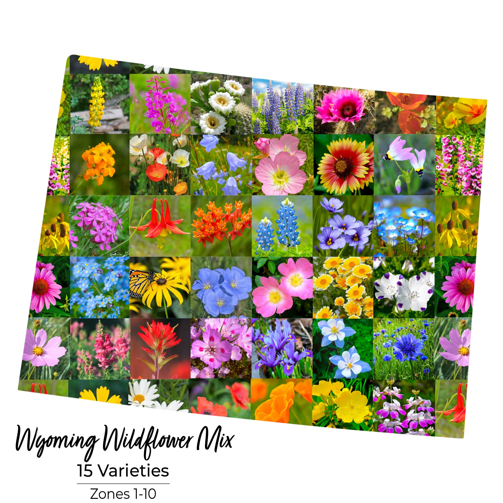 Wyoming Wildflower Seed Mix