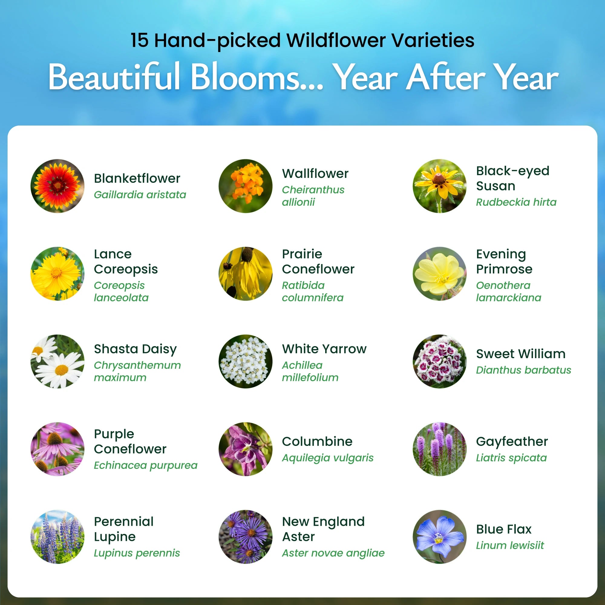 All Perennial Wildflower Seed Mix