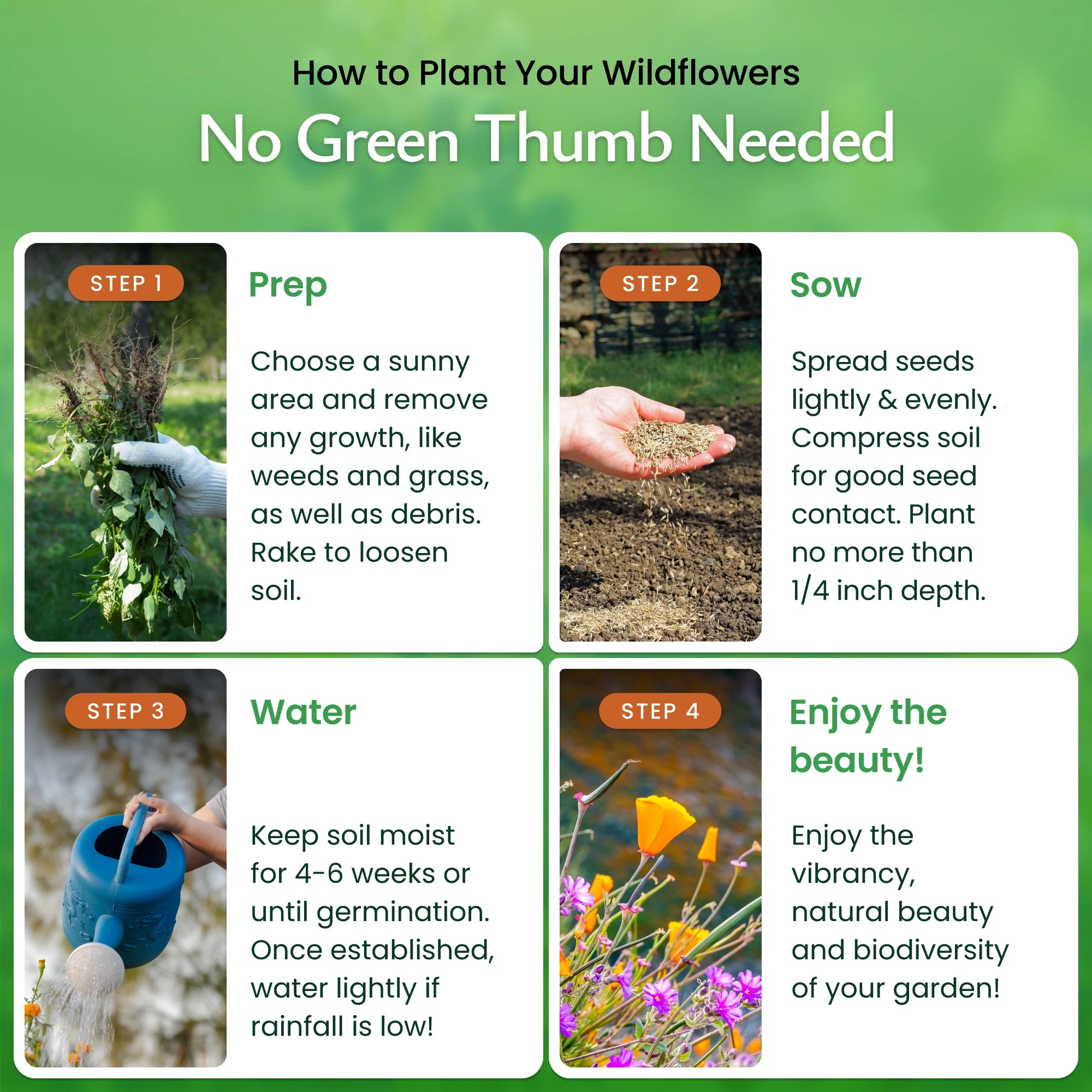 arizona wild flower seeds Arizona Wildflower Seed Mix