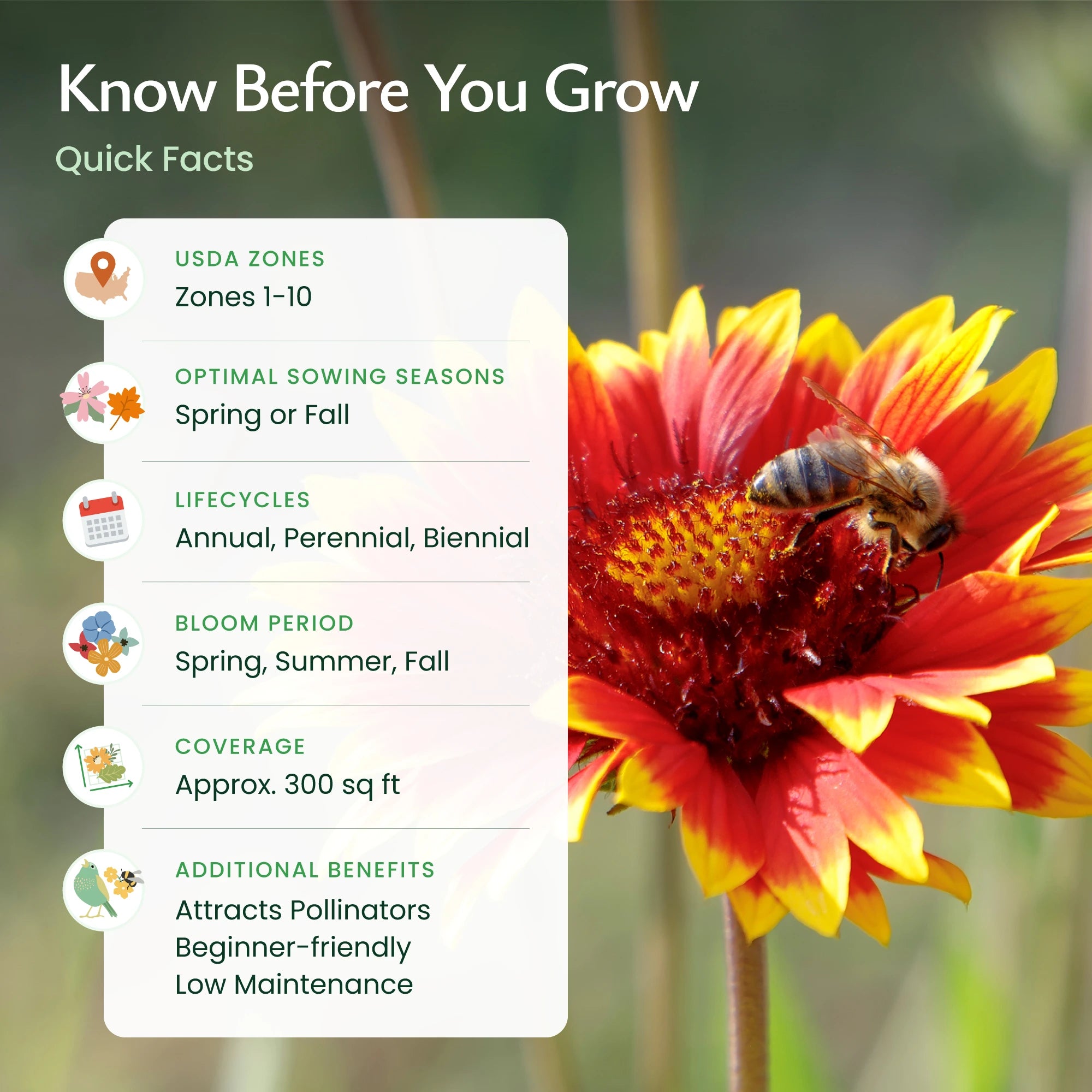 arizona native wildflower seeds Arizona Wildflower Seed Mix