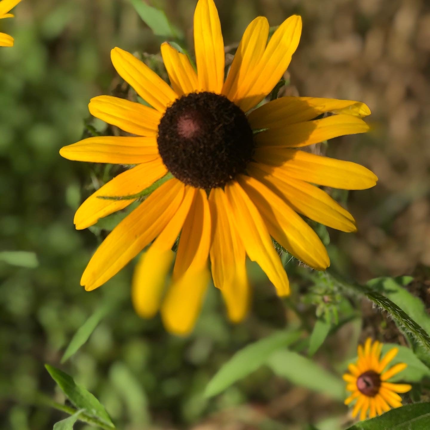 black eyed susan wildflower 